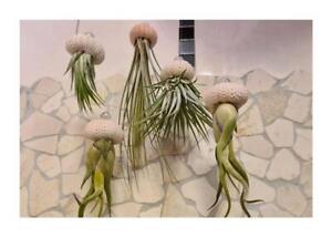 10x Seeigel Qualle Mix Luftreinigende Hängepflanze mit Lebende Tillandsia SI2