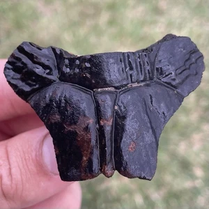 Guscio di tartaruga fossile era glaciale fossile Florida - Foto 1 di 2