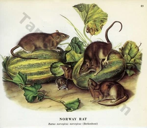 1968 John James & John Woodhouse Audubon NORWAY RAT pagina libro art (1453) - Foto 1 di 1