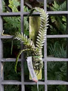 Microsaccus griffithii Miniature Plant ORCHIDS SPECIES+ PHYTO certificate - Picture 1 of 5