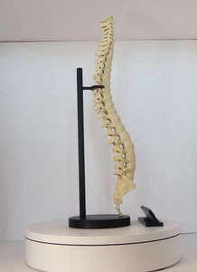 Modelo anatómico de columna vertebral - Réplica de columna vertebral, arte de escritorio para quiroprácticos - Imagen 1 de 9
