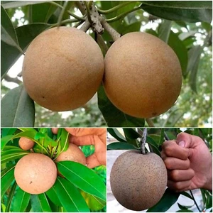BeauFlora Sapota/Chiku (Pelota de Cricket Chiku, Injerto) 1 Planta de Raíz Desnuda - Imagen 1 de 1