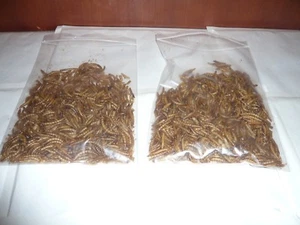 500 ml MEHLWÜRMER Fischfutter , Futter für Reptilien,Vögel , Nager  (10,98€/L) - Bild 1 von 1
