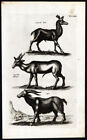 Antique Print-Roe Deer-Goat-Capra-Capreolus -Mammals-Jonston-Merian-16 57