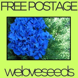 LOCAL AUSSIE STOCK - Blue Hydrangea, Hortensia Flower Seeds ~5x FREE SHIPPING - Picture 1 of 3