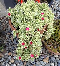~Red Apple~Baby Sunrose Variegated Aptenia Cordifolia ~Heartleaf Ice Plant