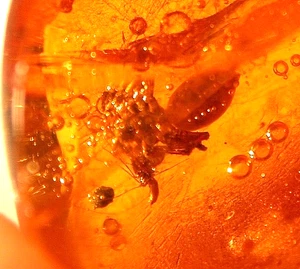 Araña atrapada atacando una mosca en ámbar dominicano piedra preciosa fósil súper RARA - Imagen 1 de 12