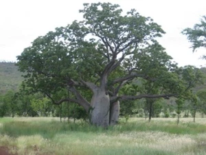 Raro, 6 Semillas De Baobab, Adansonia Gregorii - Imagen 1 de 7