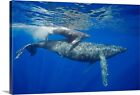 A mother and calf pair of humpback Canvas Wall Art Print, Whale Home Decor