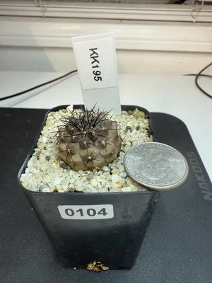 Copiapoa desertorum Seed Grown Outdoors In Southern California with data KK195 - Image 1 of 4