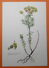 Zypressen-Wolfsmilch (Euphorbia cyparissias) Teufelskraut  Farbdruck 1955