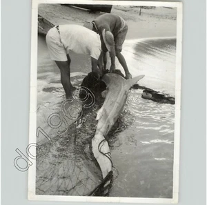 FISHERMAN With BLUE SHARK In NET On BEACH In BRAZIL Exotic 1957 Press Photo - Picture 1 of 2