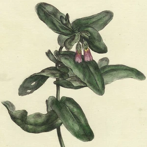 Rare 1756 Phillip Miller Large Hand-Colored Folio Engraving, Pl. XCI CERINTHE - Picture 1 of 6