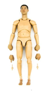 1/6 Scale Toy Chinese People's Armed Police - Asian Male Base Body w/Head Sculpt - Picture 1 of 11