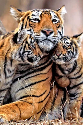 Bengal Orange Tiger With Two Cubs Family Art Home Decor - POSTER 20x30 - Image 1 of 4