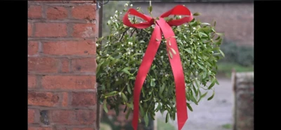 Mistletoe, extra large globe or 6 kilo's picked fresh to order - Image 1 of 4