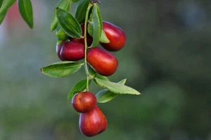 120+ Red Jujube Jujuba Putsa Apple Seedss (Ziziphus jujuba) Asian Jujube - Picture 1 of 8
