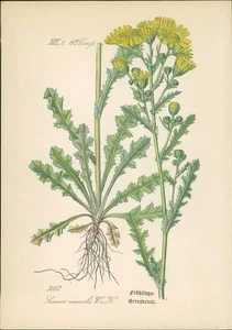 Chromolithographie : Frühlings-Kreuzkraut. Frühlings-Greiskraut. Senecio vernali - Picture 1 of 1