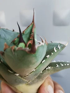 Agave Titanota, excepcional súper ancho, 12 cm, Agave Oteroi, Agave Oaxaca Salvaje - Imagen 1 de 3