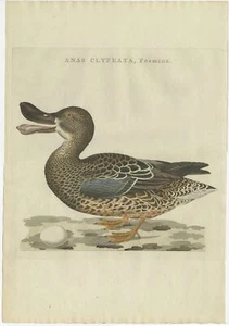 Antique Bird Print of the Female Northern Shoveler by Sepp &amp; Nozeman (1797) - Bild 1 von 1