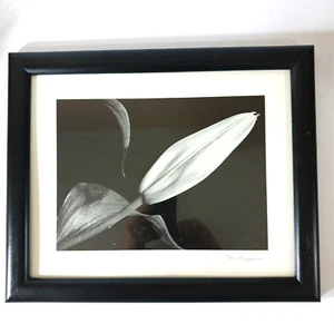 Tom Ferguson Lily Bud Flower Botanical Silver Gelatin Photograph Signed - Picture 1 of 5
