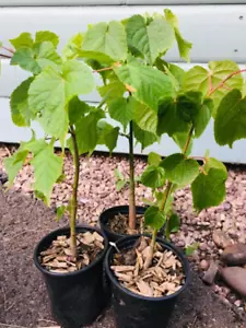3 x Small Leaved Lime Bee Polination Trees Tilia Cordata 20cm Garden Land Farm - Picture 1 of 5