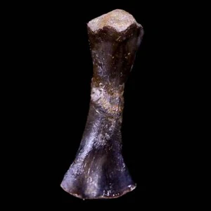 Captorhinus Aguti Fossil Oberschenkelknochen Permian Age Reptil 299 Mil Jahre alt Display - Bild 1 von 10