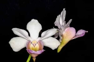 Orchid Vanda Miss Joaquim x Christensonia x vietnamica Sun Tolerant Plants - Picture 1 of 4