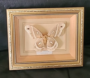 Robin Moth Cecropia Mothlkmoth Largest N. American Moth Mounted & Framed 22x18cm - Picture 1 of 8