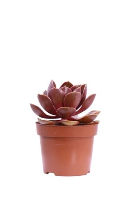 Pianta di Echeveria Magic Red succulenta vera ornamentale da interno o esterno - Immagine 1 di 3