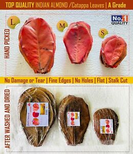 X12 Indian Almond Leaves Catappa Leaf Dried for Fish Shrimp, Aquarium A+ Grade