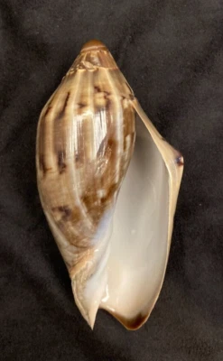 Volutidae Cymbiola Cathcartiae 102,3 mm Zamboanga Filipinas. Seleccionar Foto 1 de 4