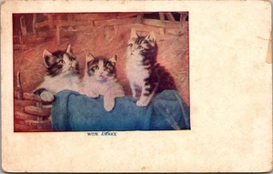 Wide Awake CATS animal Postcard - Picture 1 of 2