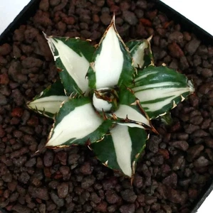 Agave titanota cv WHITE SHARK (mediopicta variegated) - - - Picture 1 of 6