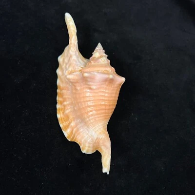 Aliger gallus, Brazil, 141,3mm, F+, NICE PINK COLOR!!! - Image 1 of 4