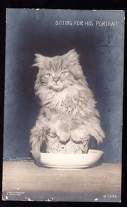 RPPC Postkarte Rotograph Serie Katze " sitzend für sein Portrait " 1908 - Bild 1 von 2