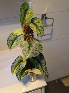 scindapsus mayari yellow/aurea variegated (rooted TIP cutting w/ 2 leaves) - Picture 1 of 10