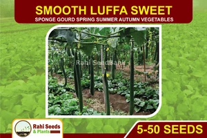 Smooth Luffa Sweet 5-50 Seeds Sponge Gourd Spring Summer Autumn Vegetables - Picture 1 of 29