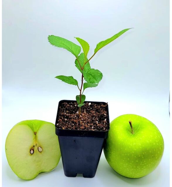 Dwarf Granny Smith Apple Trees for Sale