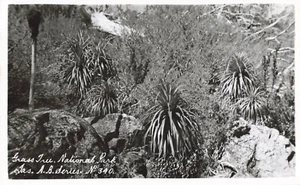 Foto real postal del Parque Nacional del Árbol de Hierba de Tasmania - Imagen 1 de 2