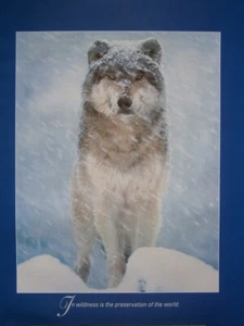 Mini Poster Arctic Wolf - In wildness is the preservation of the world Wolves - Picture 1 of 1