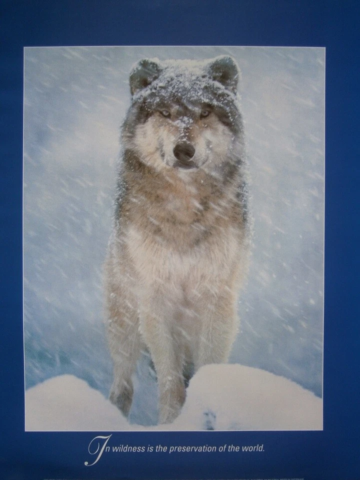 Mini Poster Arctic Wolf - In wildness is the preservation of the world Wolves - Image 1 of 1
