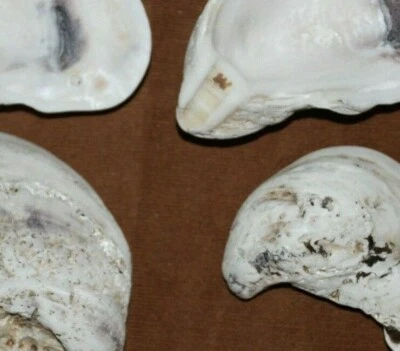 Lapidary Tumbled 1 inch to 3 inch Oyster Shells, Small - Image 1 of 4