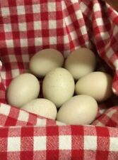 11+ Silverudd's Blue Swedish Isbar chicken hatching eggs