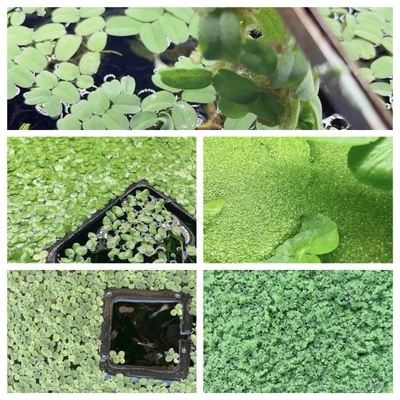 5 Different Species  Floating Plant Combo Mix Live Aquarium  Buy 2 Get 2 Free - Image 1 of 4