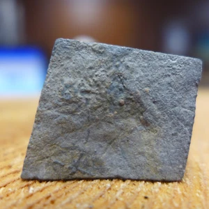 GEOLOGISCHE UNTERNEHMEN kohlenstoffarmer Edrioasteroid Stalticodiscus milleri - Bild 1 von 4