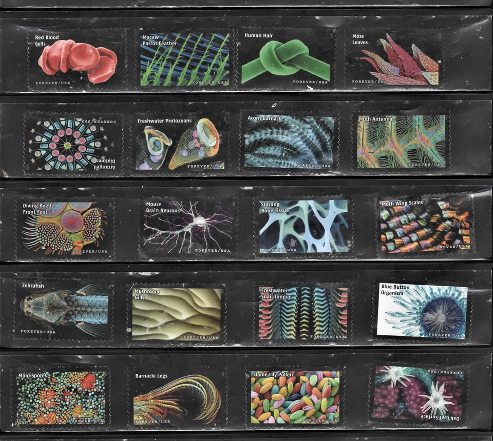 USA 2023 used Stamps Set of 20 Life Magnifed Forever Stamps VFNH - Image 1 of 1