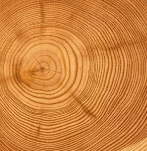 Side of tree Age detection of trees The Evolution of the Earth's Environment pa - Picture 1 of 7