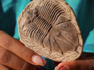 Fósil de TRILOBITE Devónico de Alto Detalle de las Montañas del Atlas 393 Mil Años Antiguo - Imagen 1 de 3