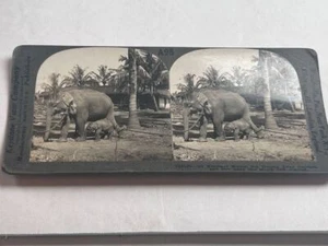 Foto Stereoview Elefante Madre Seis Meses Después de la Captura + Bebé Ceilán - Imagen 1 de 3